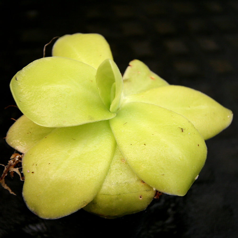 
                      
                        Pinguicula gigantea butterwort plant
                      
                    