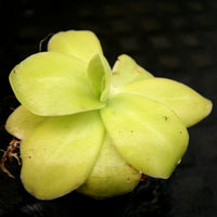 Pinguicula gigantea