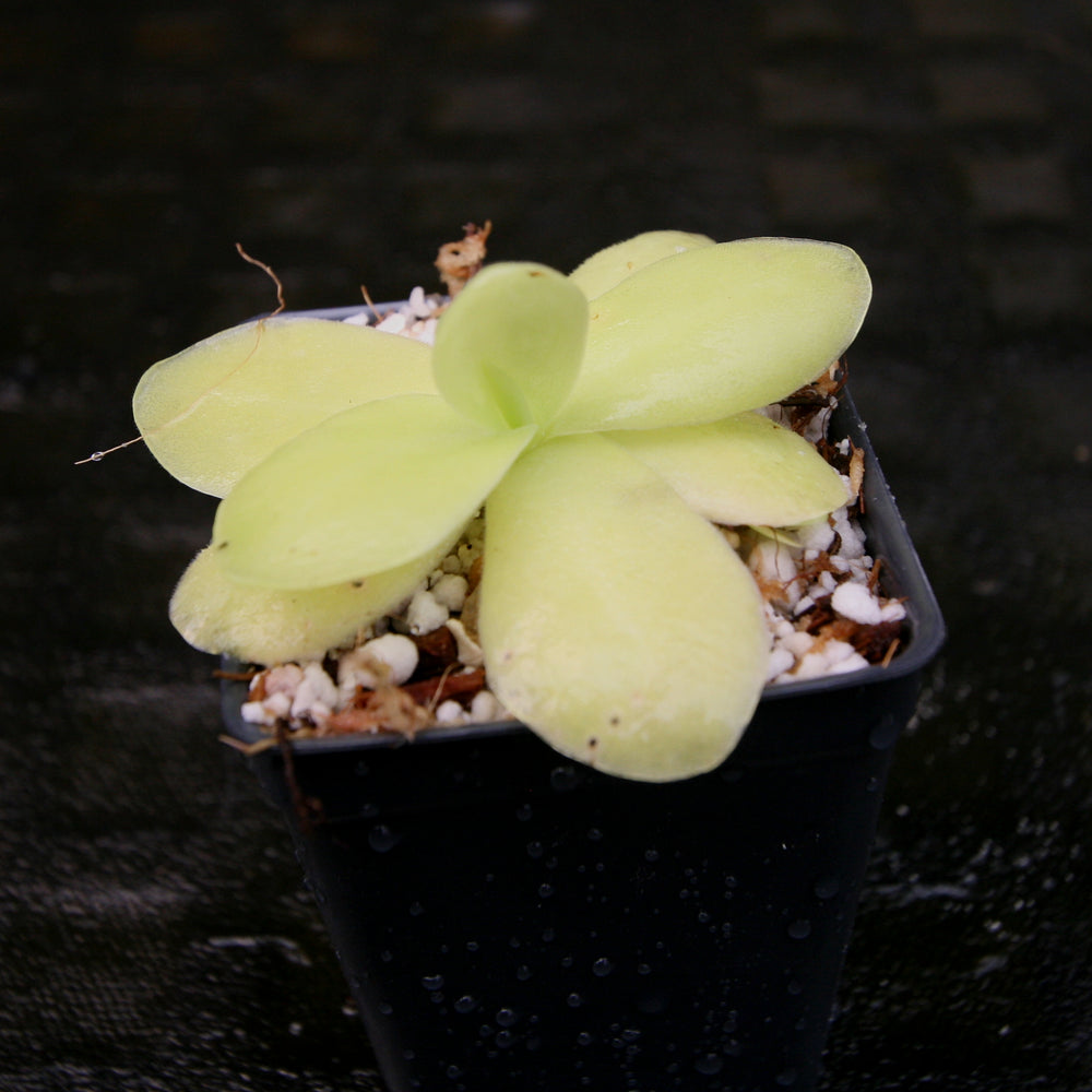 
                      
                        Pinguicula gigantea butterwort plant
                      
                    