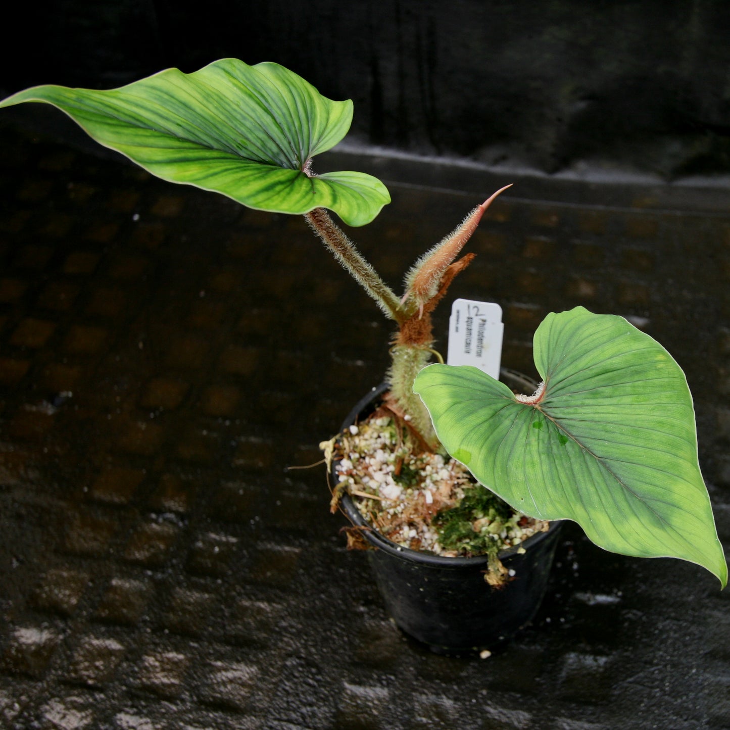 philodendron squamicaule care Philodendron squamicaule – Carnivero