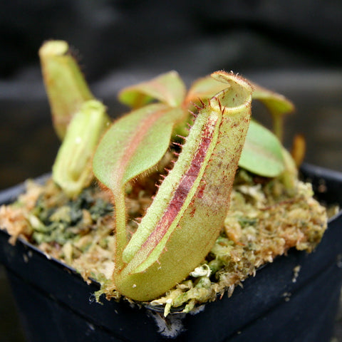 Elongated Nepenthes platychila HM x truncata x maxima pitcher with tall curved lip and hairy edges.