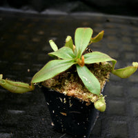 Nepenthes platychila HM x (truncata x maxima), CAR-0223