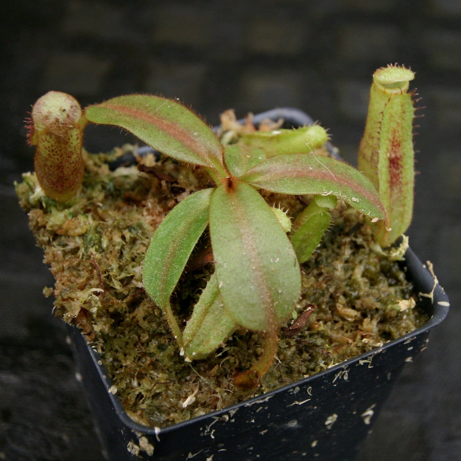 Nepenthes platychila HM x (truncata x maxima), CAR-0223 – Carnivero
