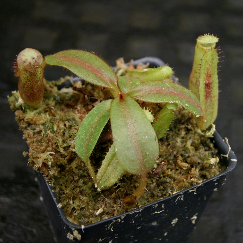 
                      
                        Nepenthes platychila HM x (truncata x maxima), CAR-0223
                      
                    