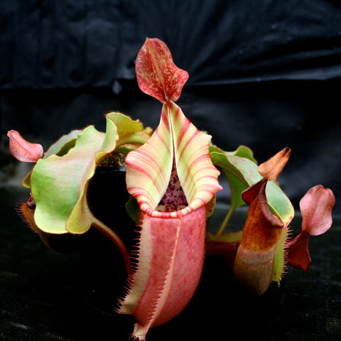 Nepenthes veitchii Psychedelic x Pink Candy Cane with pale striped pitcher and green leaves