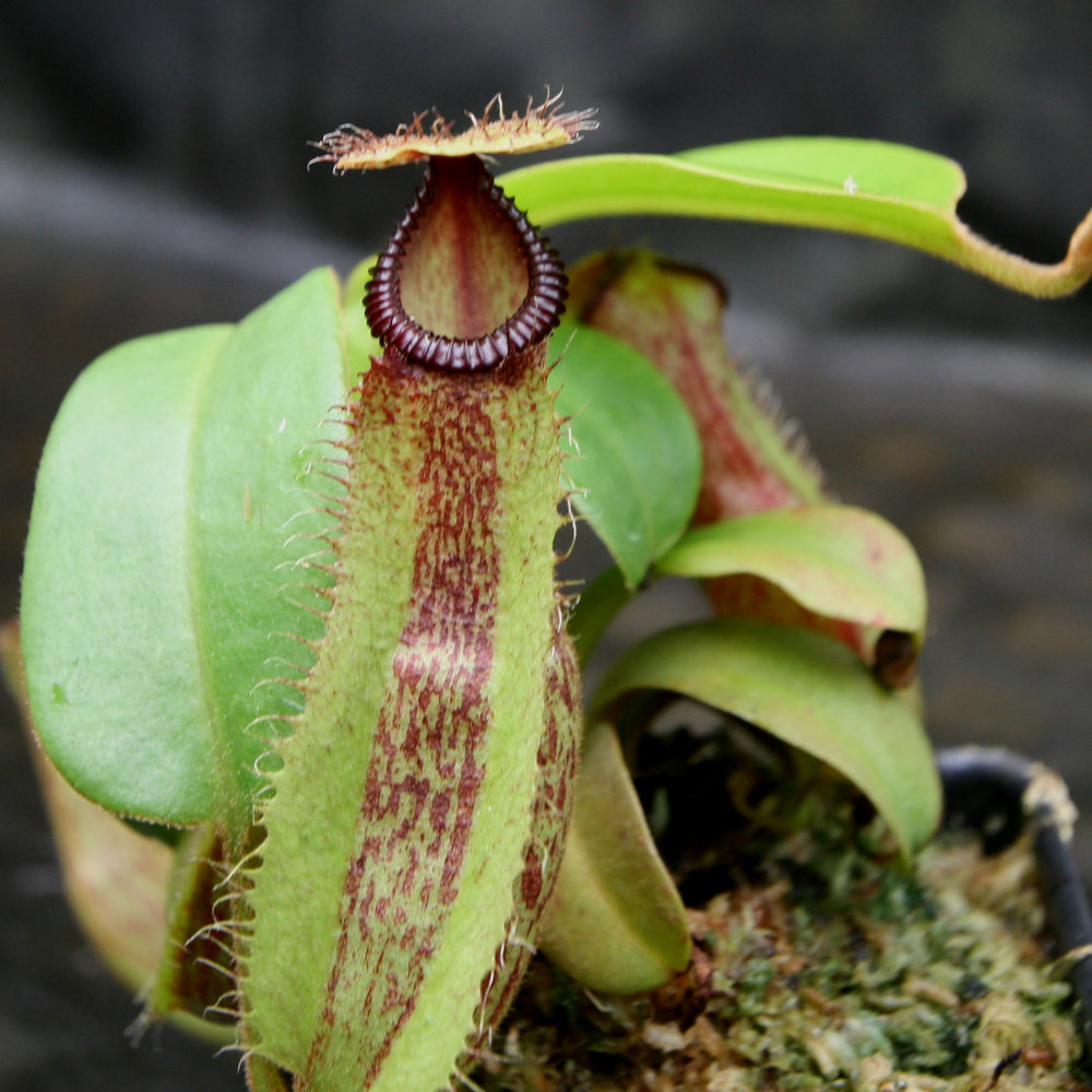 
                      
                        Nepenthes hamata Tambusisi x truncata (c), CAR-0120
                      
                    