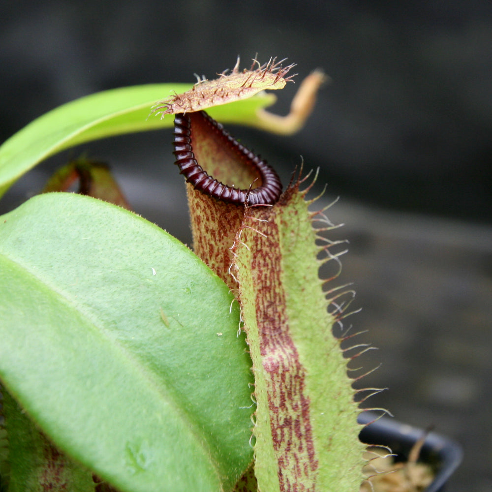 
                      
                        Nepenthes hamata Tambusisi x truncata (c), CAR-0120
                      
                    