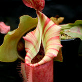 Nepenthes veitchii ("Psychedelic" x "Pink Candy Cane"), CAR-0126