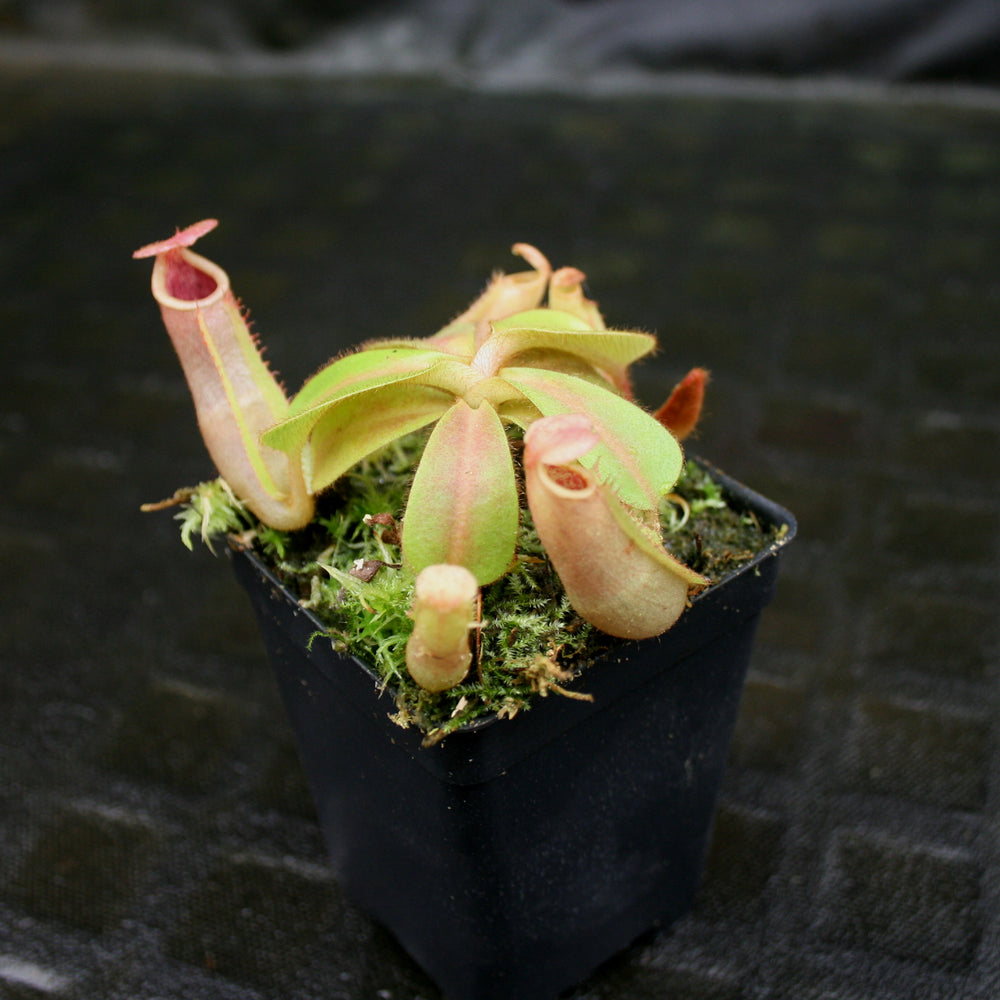 
                      
                        Nepenthes veitchii ("Psychedelic" x "Pink Candy Cane"), CAR-0126
                      
                    