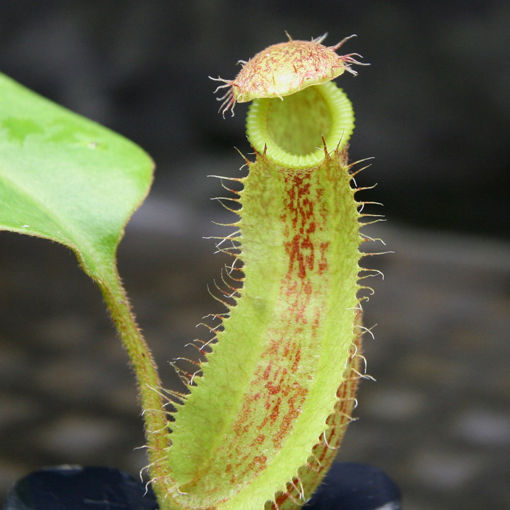 
                      
                        Nepenthes hamata Tambusisi x truncata (c), CAR-0120
                      
                    
