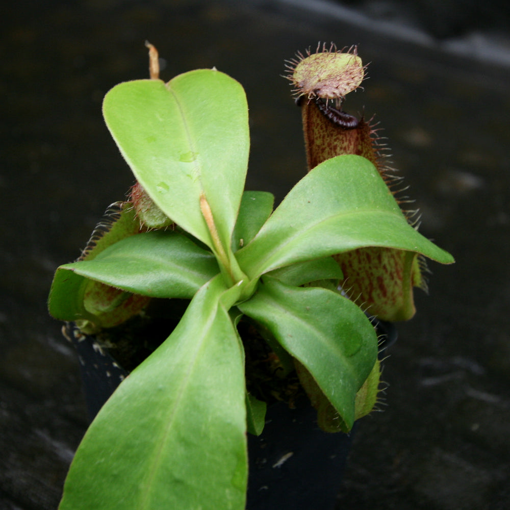 
                      
                        Nepenthes hamata Tambusisi x truncata (c), CAR-0120
                      
                    
