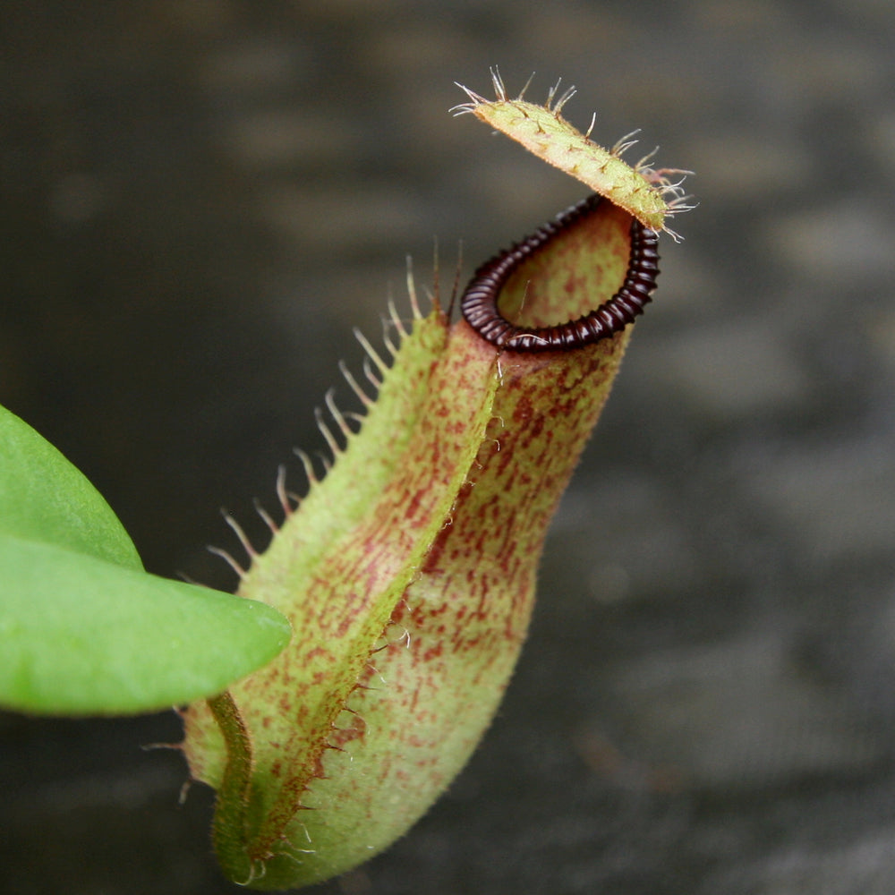 
                      
                        Nepenthes hamata Tambusisi x truncata (c), CAR-0120
                      
                    