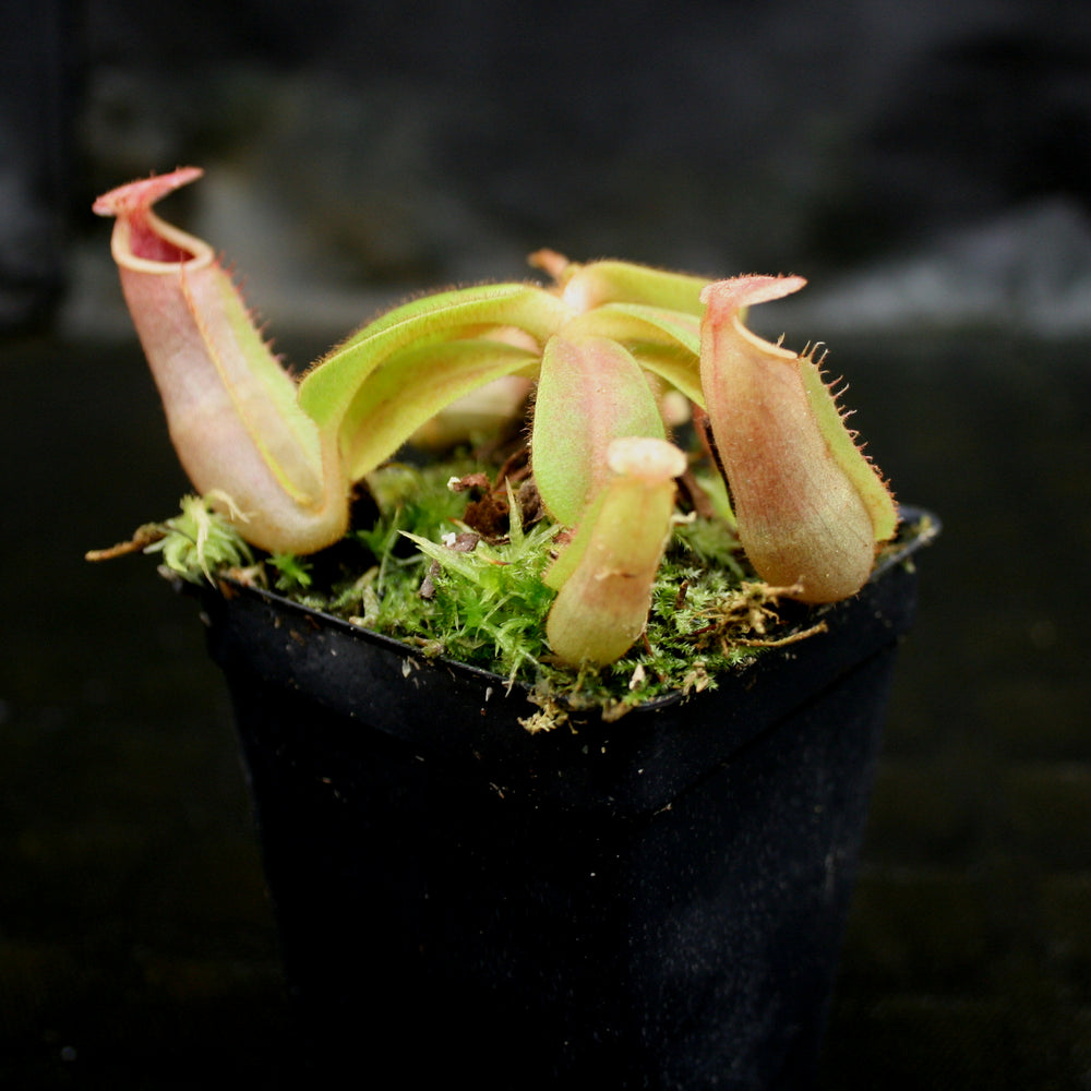 
                      
                        Nepenthes veitchii ("Psychedelic" x "Pink Candy Cane"), CAR-0126
                      
                    