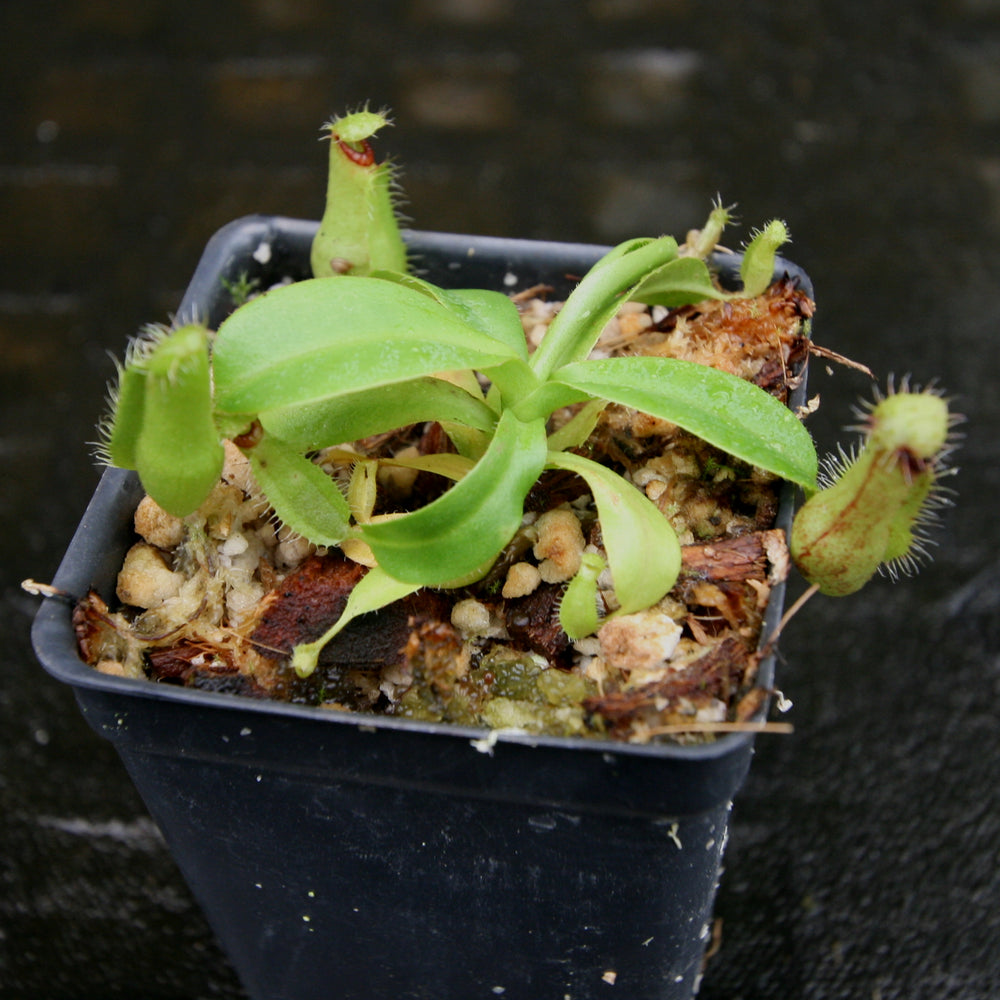 
                      
                        Nepenthes hamata Tambusisi x truncata (c), CAR-0120
                      
                    