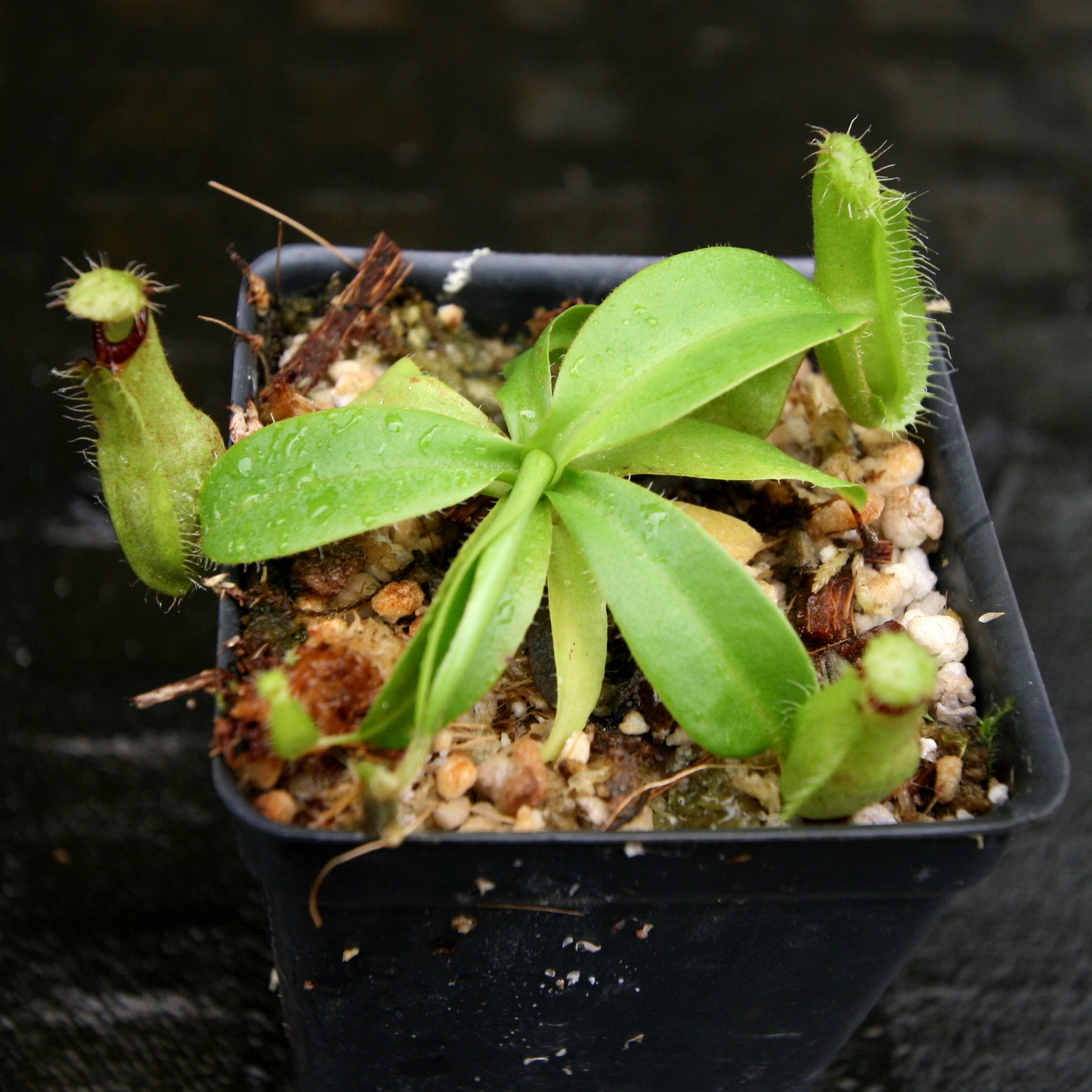 Nepenthes hamata Tambusisi x truncata (c), CAR-0120 – Carnivero