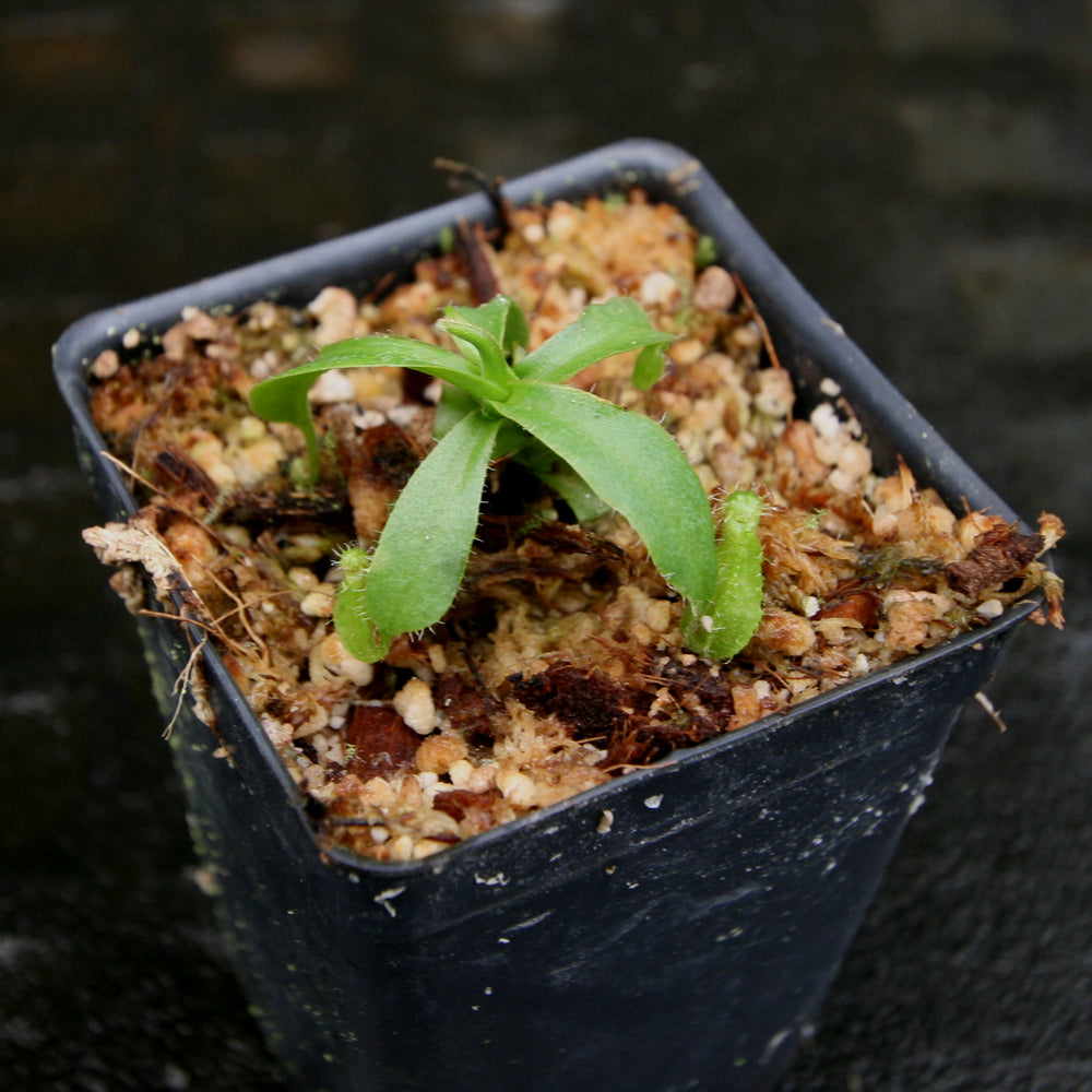 
                      
                        Nepenthes hamata Tambusisi x truncata (c), CAR-0120
                      
                    