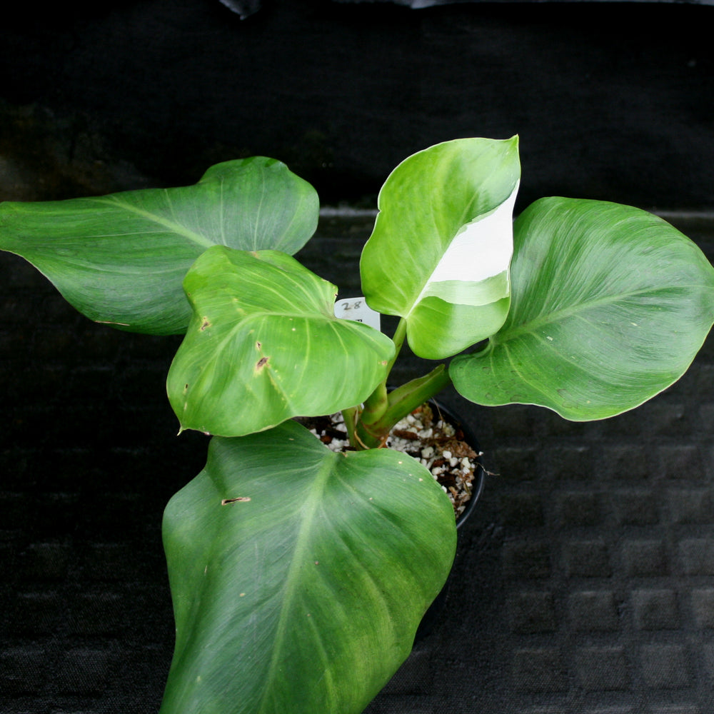 
                      
                        Philodendron 'White Wizard'
                      
                    