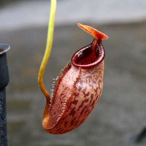 Nepenthes singalana x aristolochioides pitcher plant with a red mottled pitcher and curved peristome.
