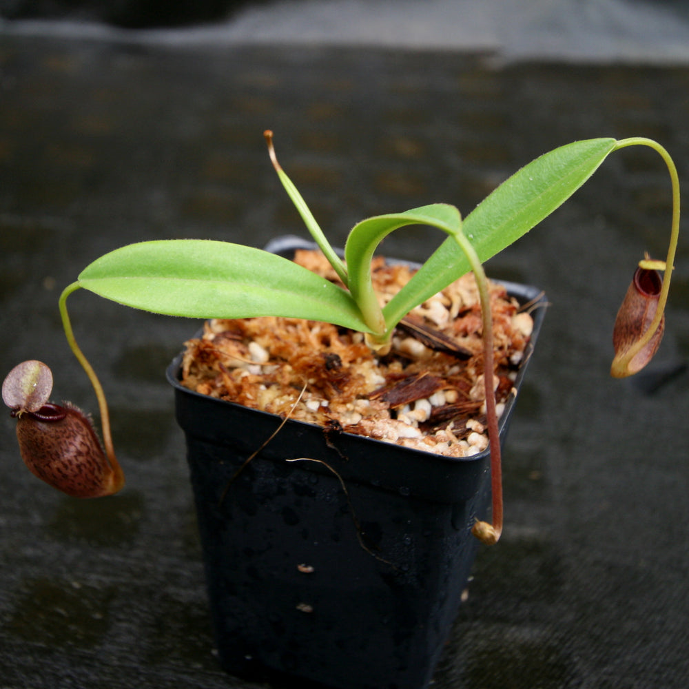 
                      
                        Nepenthes singalana x aristolochioides, BE-4092, pitcher plant, carnivorous plant, collectors plant, large pitchers, rare plants
                      
                    