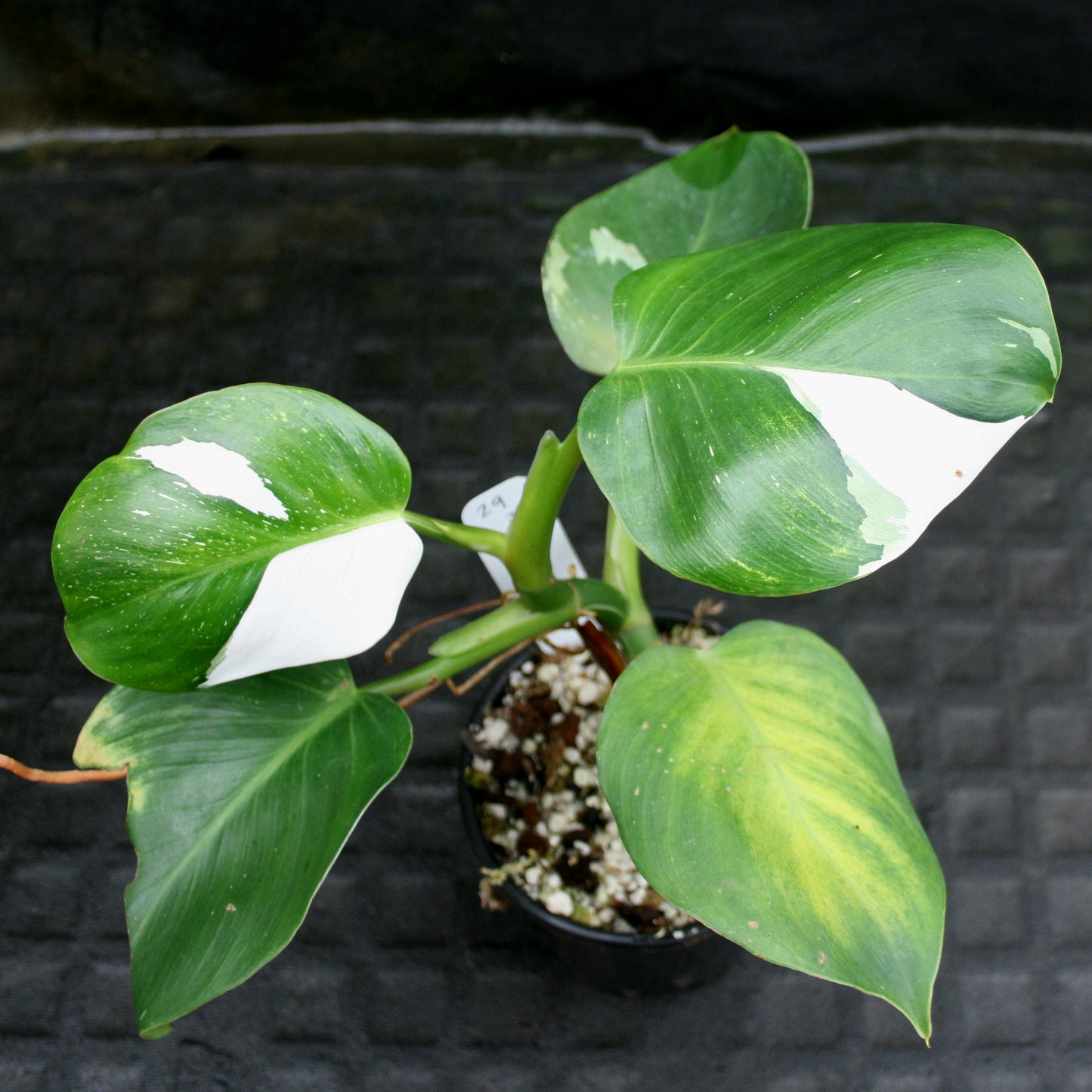 philodendron white wizard tissue culture Philodendron 'White Wizard' – Carnivero