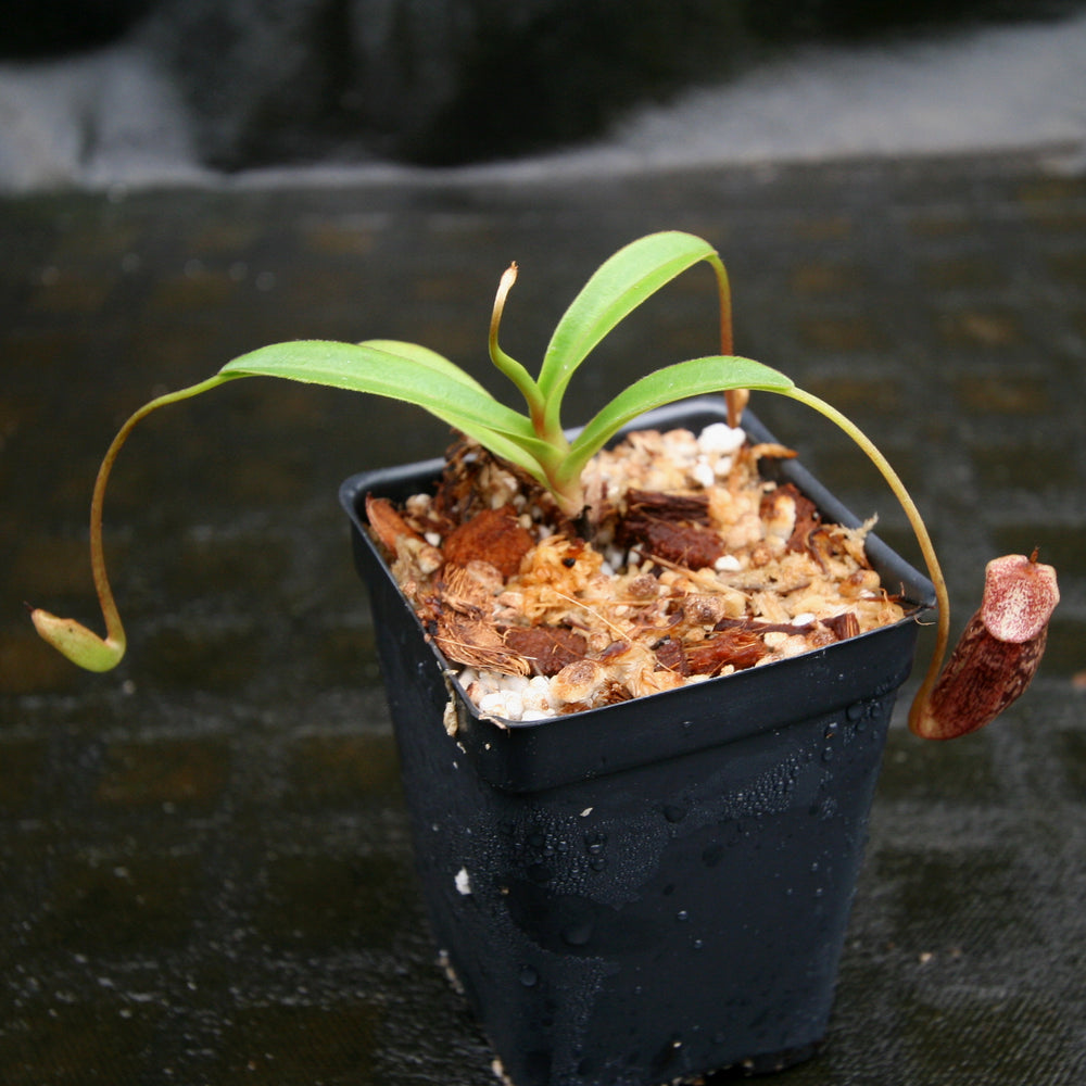 
                      
                        Nepenthes singalana x aristolochioides, BE-4092, pitcher plant, carnivorous plant, collectors plant, large pitchers, rare plants
                      
                    