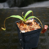 Nepenthes singalana x aristolochioides, BE-4092, pitcher plant, carnivorous plant, collectors plant, large pitchers, rare plants