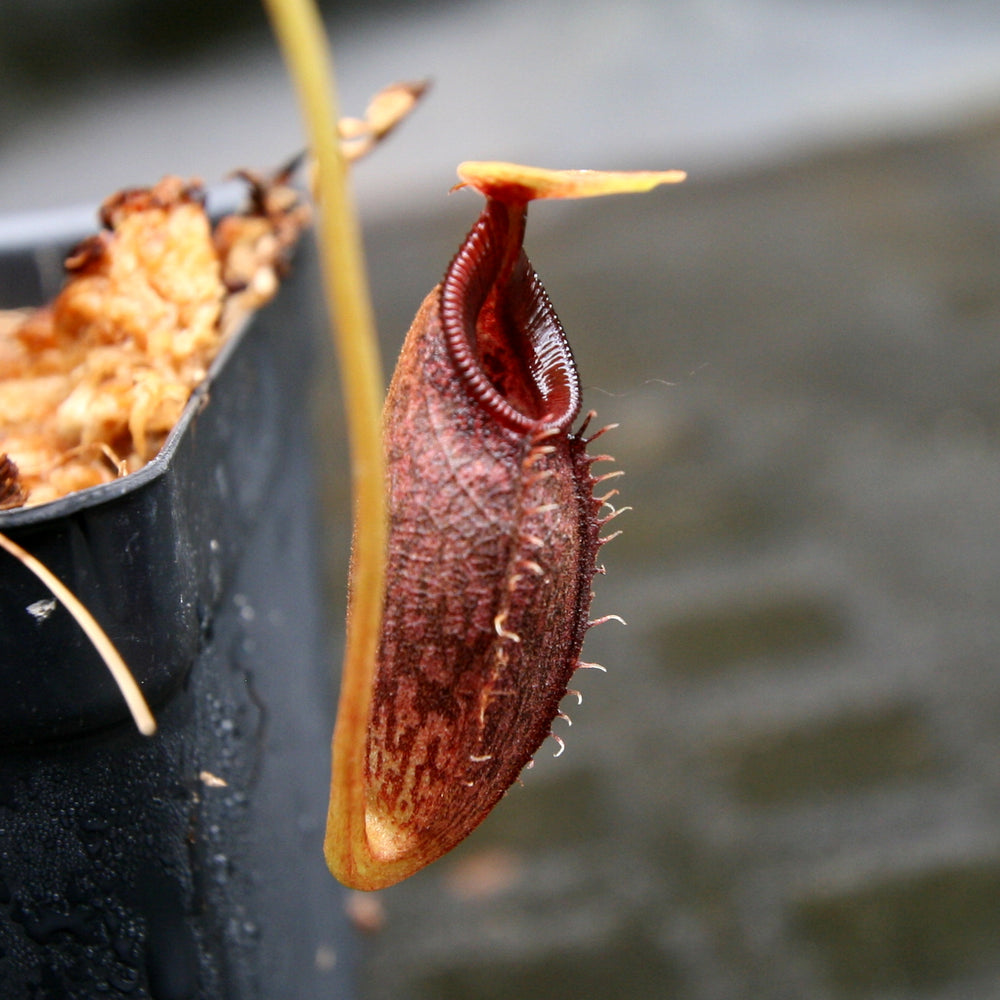 
                      
                        Nepenthes singalana x aristolochioides, BE-4092, pitcher plant, carnivorous plant, collectors plant, large pitchers, rare plants
                      
                    
