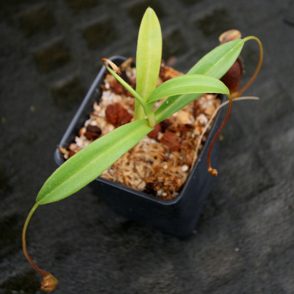 
                      
                        Nepenthes singalana x aristolochioides, BE-4092, pitcher plant, carnivorous plant, collectors plant, large pitchers, rare plants
                      
                    