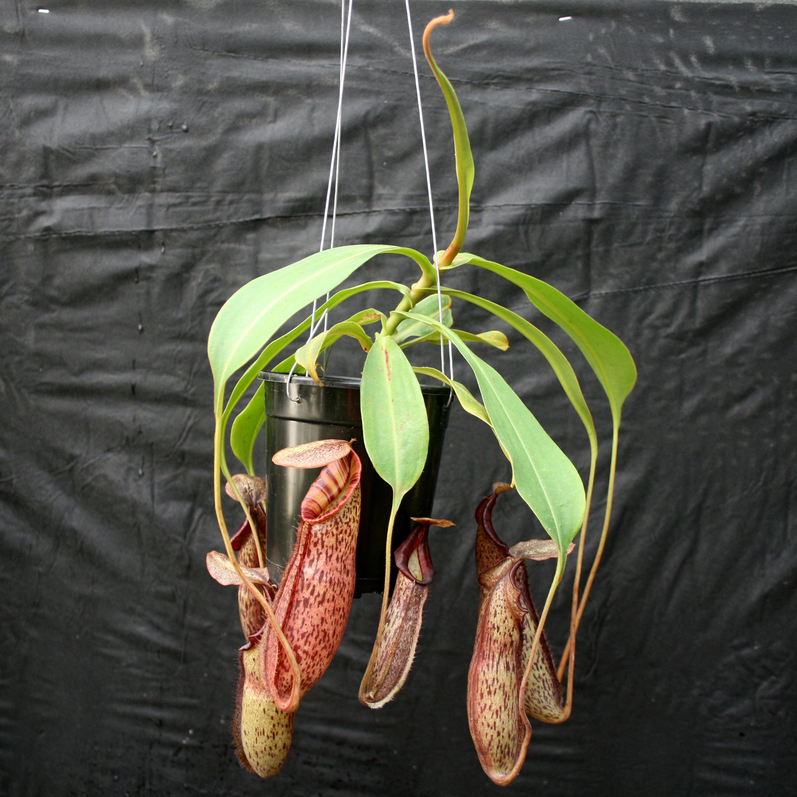 Nepenthes Song of Melancholy x (spectabilis x talangensis), CAR
