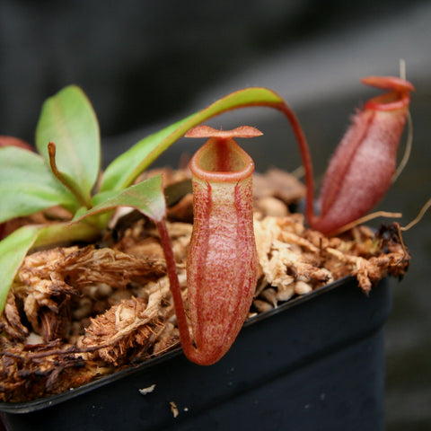 Nepenthes rajah x mira BE-3518 with a tall pink urn shaped pitcher and broad green leaves in a black pot