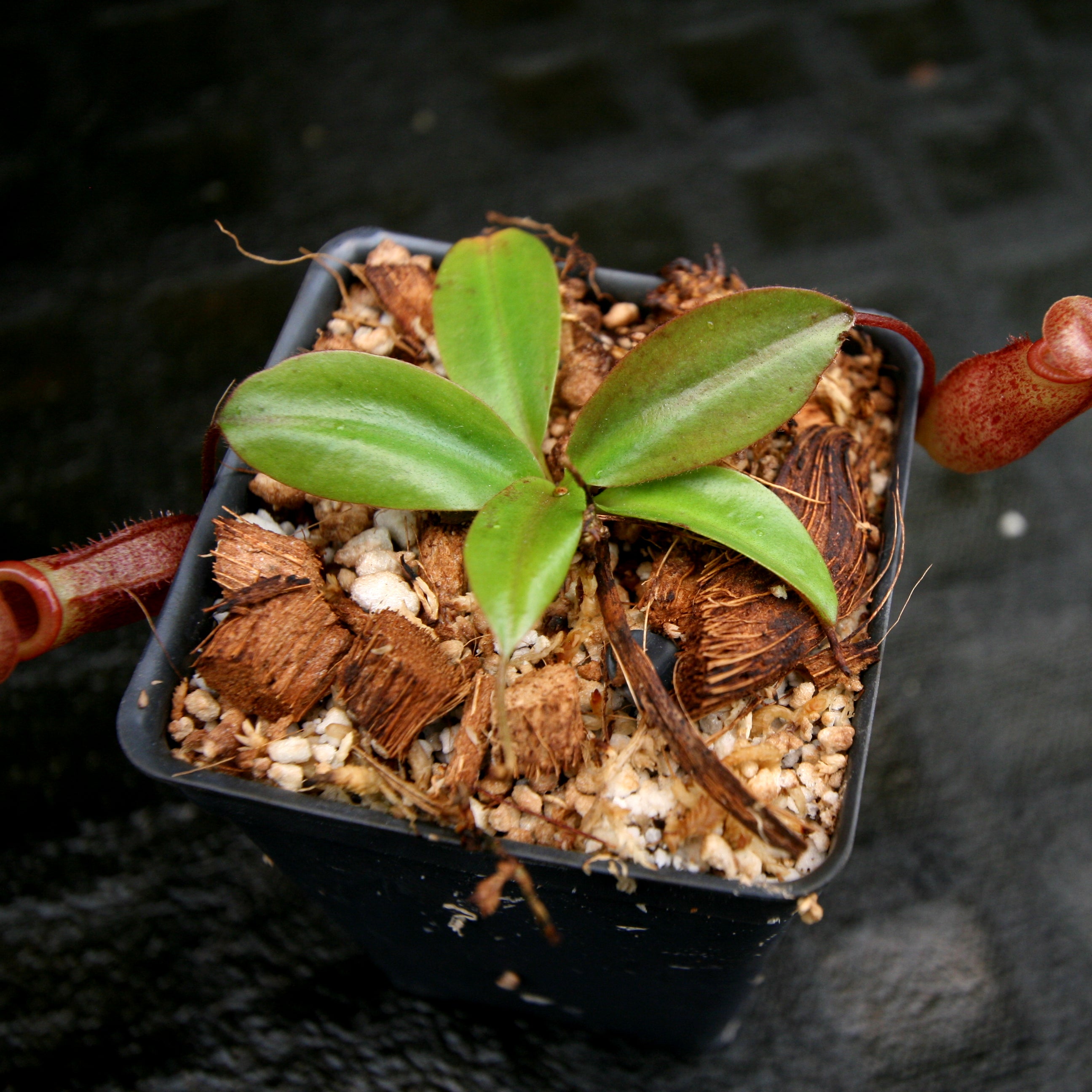 Nepenthes rajah x mira, BE-3518 – Carnivero