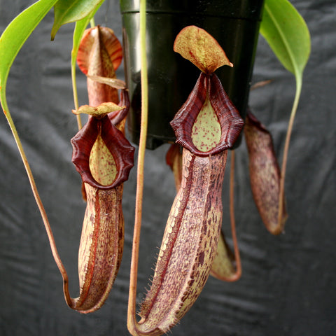 Nepenthes Song of Melancholy x spectabilis x talangensis with burgundy elongated pitchers and green leaves