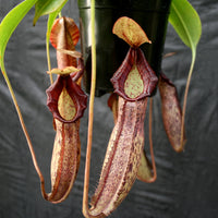 Nepenthes Song of Melancholy x (spectabilis x talangensis), CAR-0043