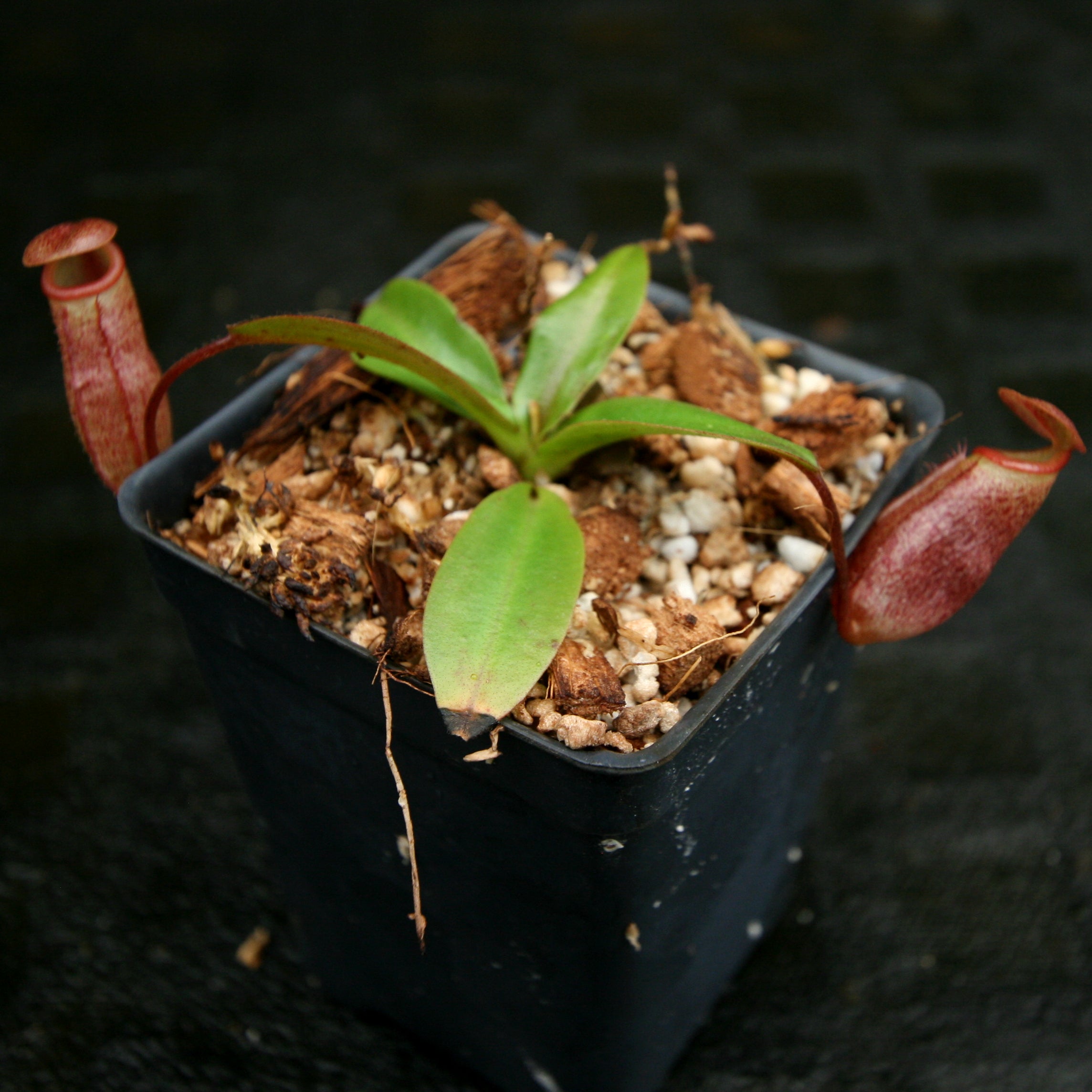 Nepenthes rajah x mira, BE-3518 – Carnivero
