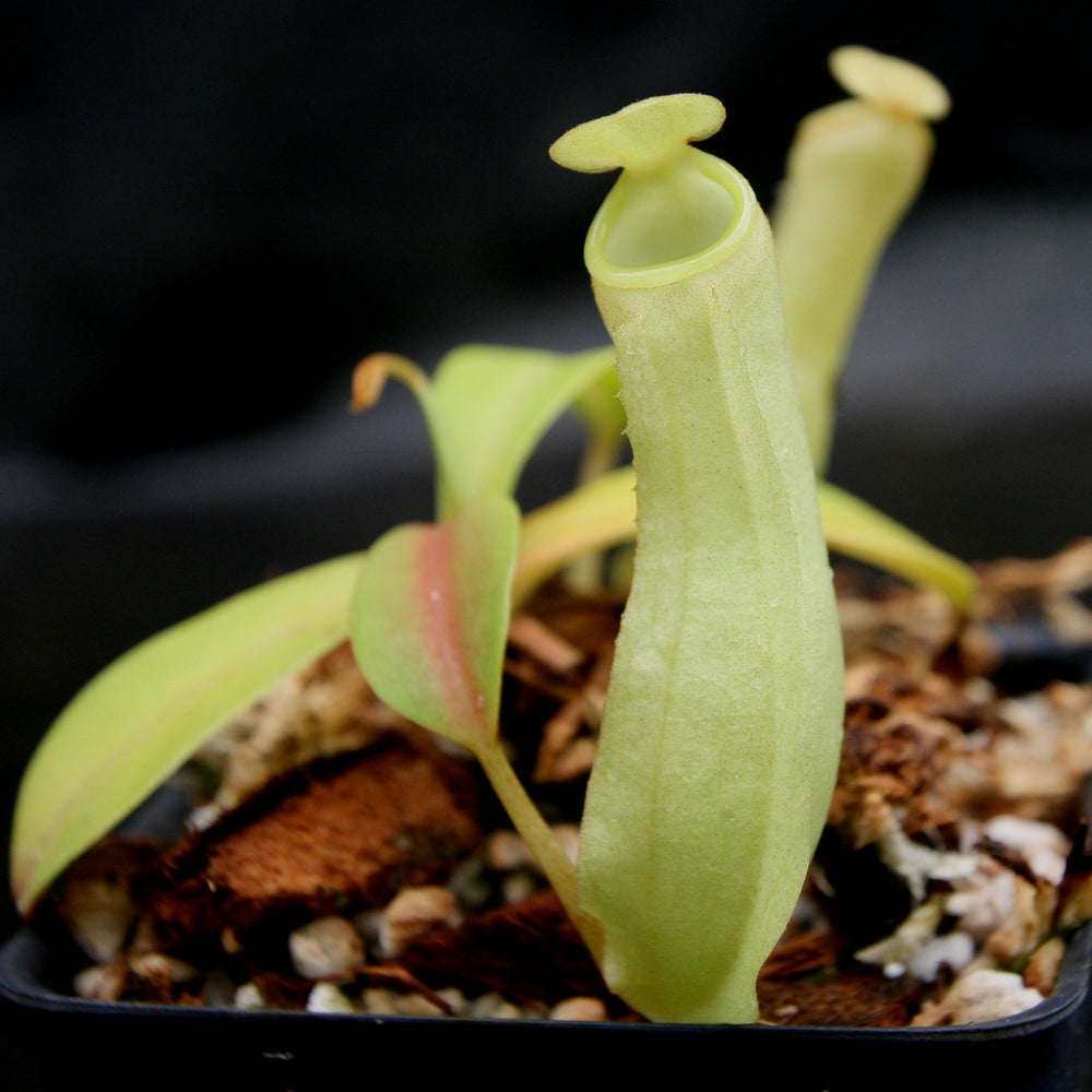 
                      
                        Nepenthes reinwardtiana
                      
                    