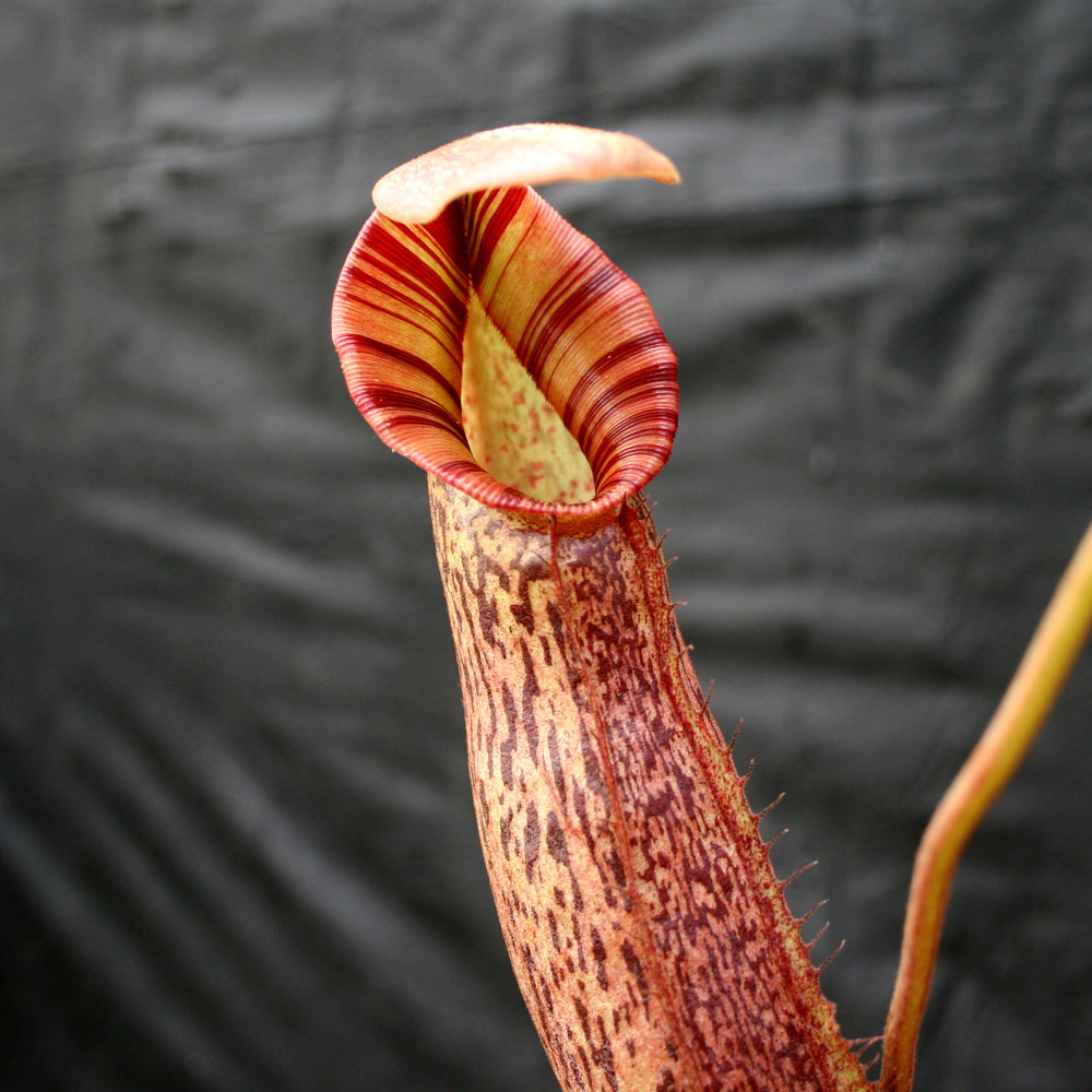 
                      
                        Nepenthes Song of Melancholy x (spectabilis x talangensis), CAR-0043
                      
                    