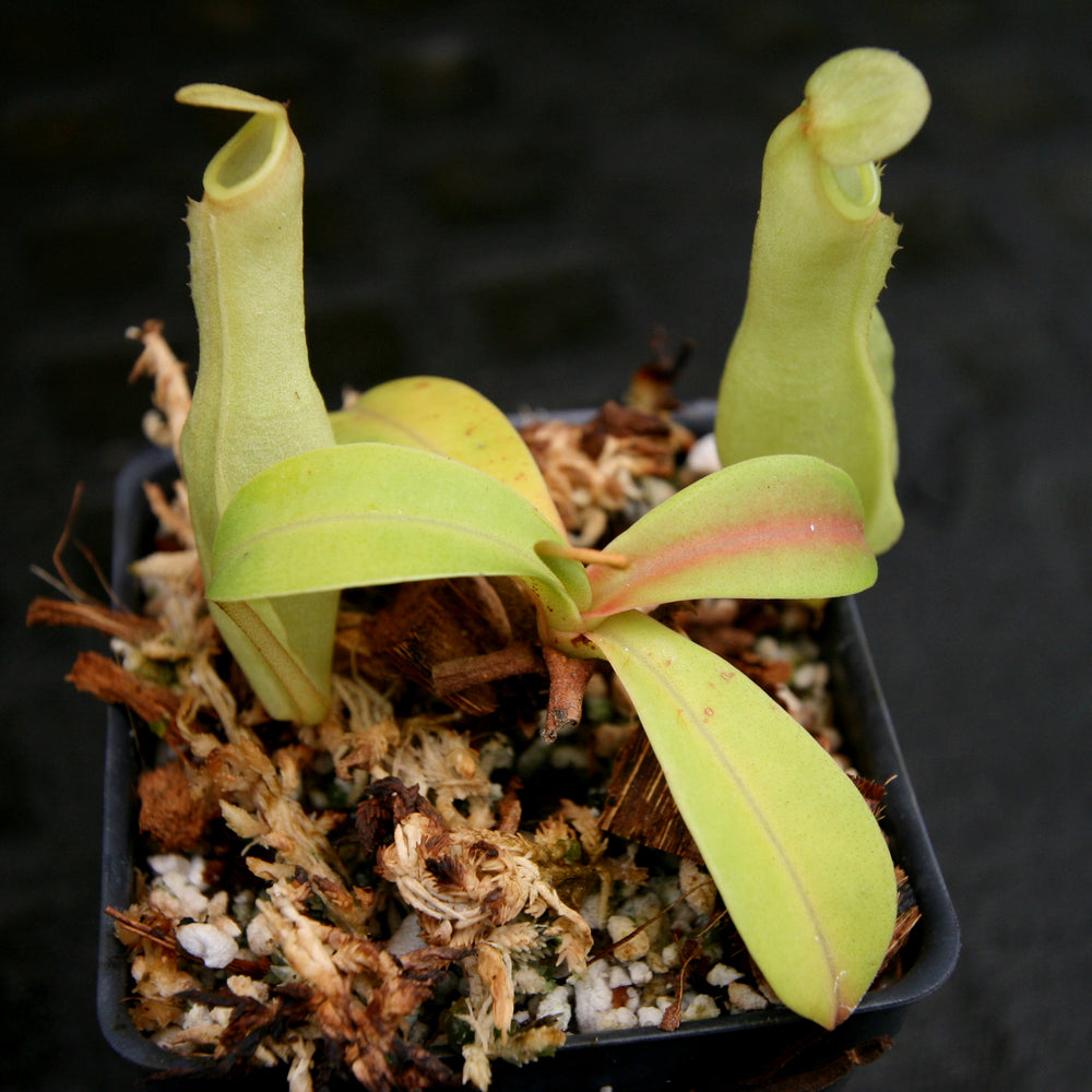
                      
                        Nepenthes reinwardtiana
                      
                    
