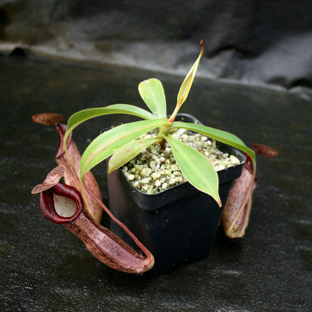 
                      
                        Nepenthes Song of Melancholy x (spectabilis x talangensis), CAR-0043
                      
                    