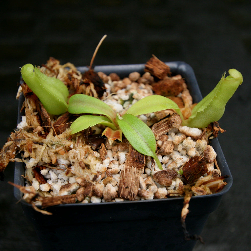 
                      
                        Nepenthes reinwardtiana
                      
                    