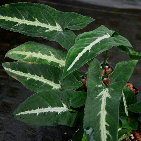 Syngonium wendlandii with large dark green leaves and pale cream variegation along the veins in a pot.