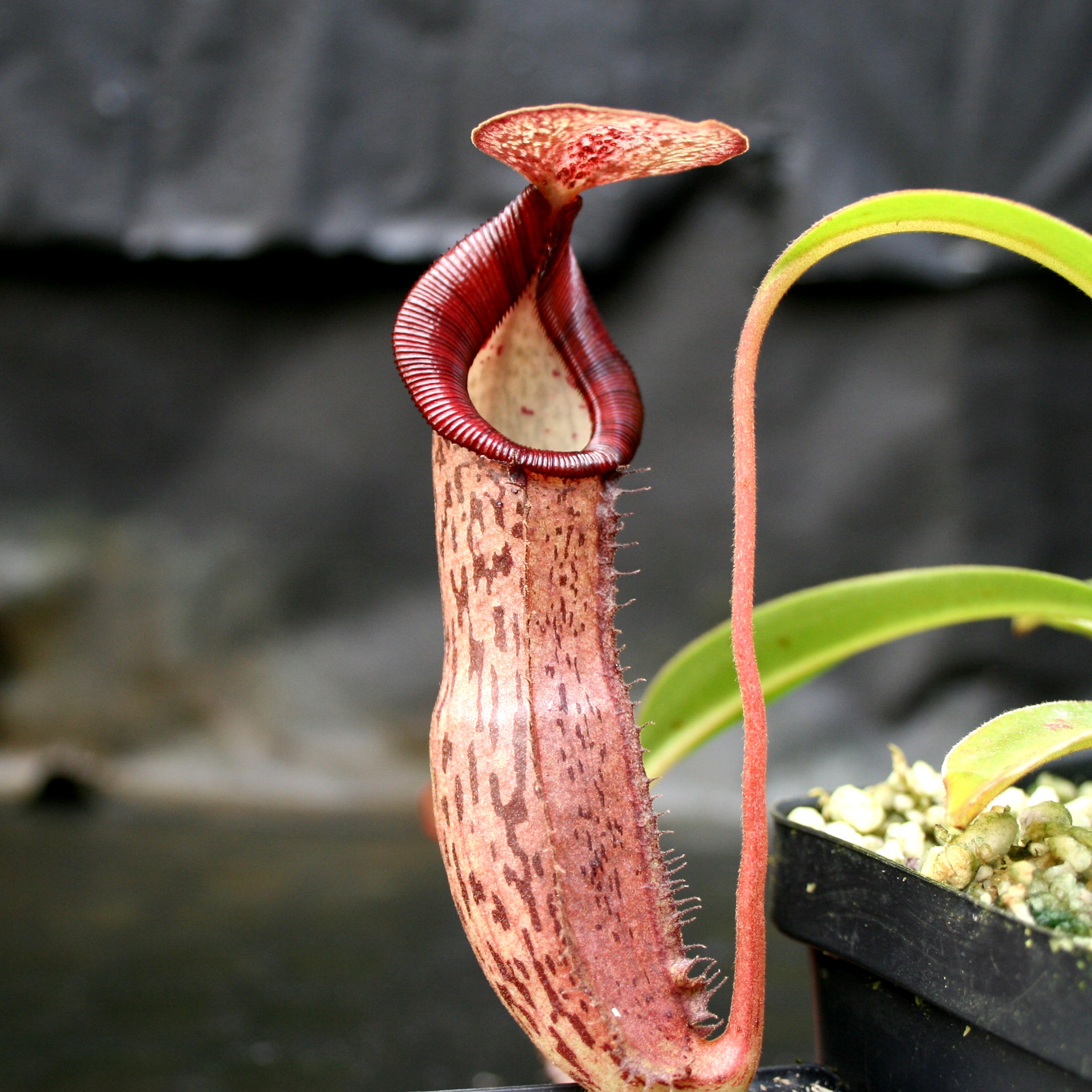 Nepenthes Song of Melancholy x (spectabilis x talangensis), CAR