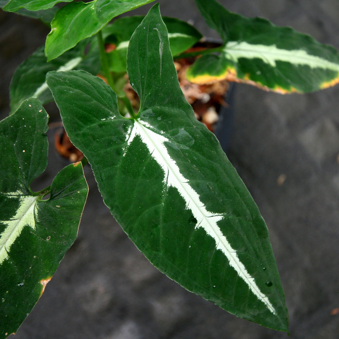 anthurium wendlandii Syngonium wendlandii – Carnivero