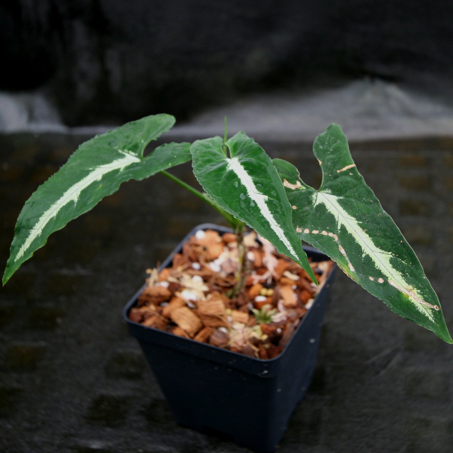 anthurium wendlandii Syngonium wendlandii – Carnivero