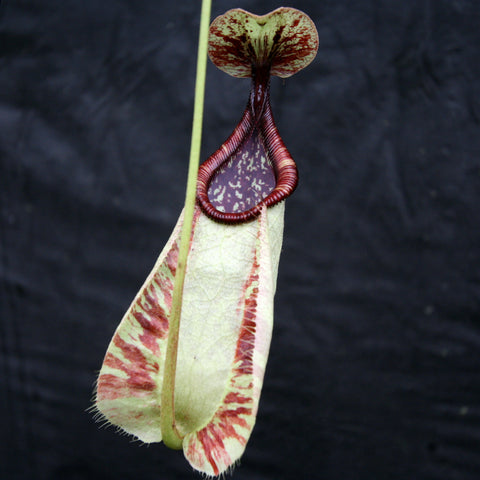 Nepenthes rafflesiana var nivea pitcher with pale green body and dark red peristome.