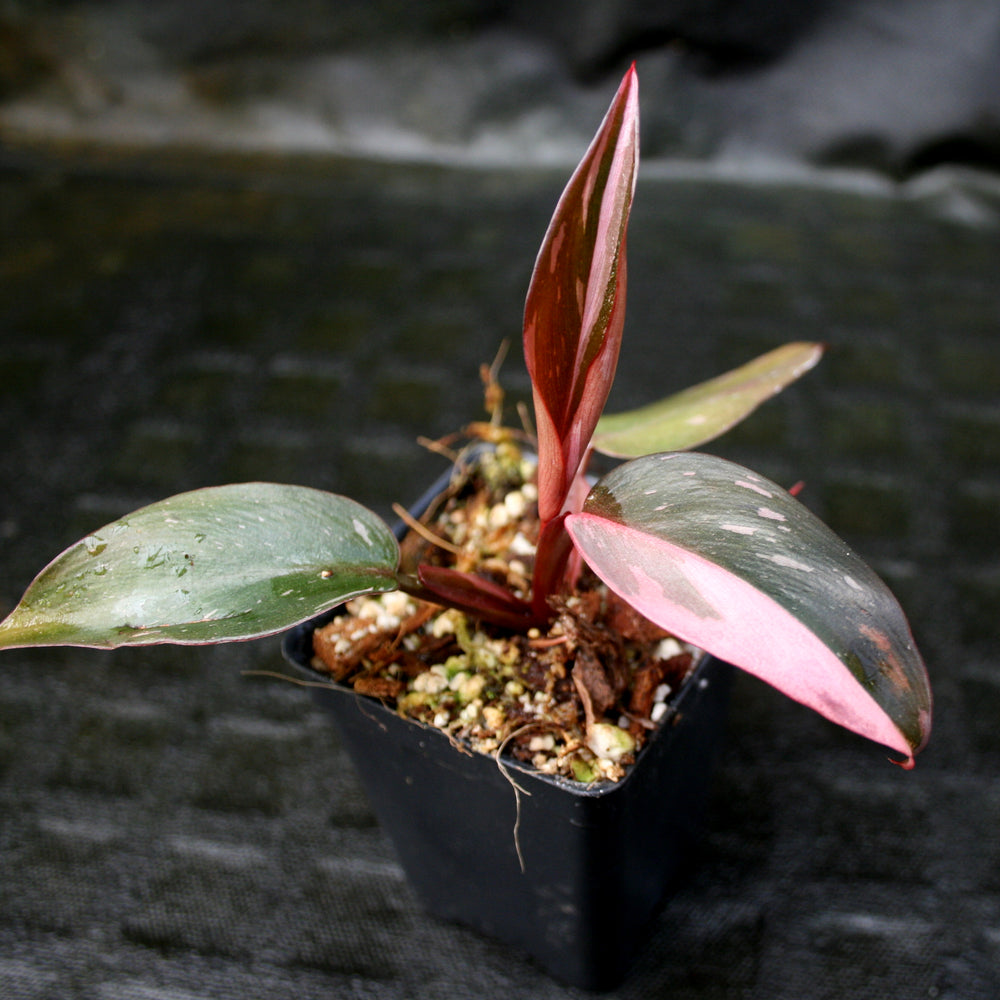 
                      
                        Philodendron 'Pink Princess'
                      
                    