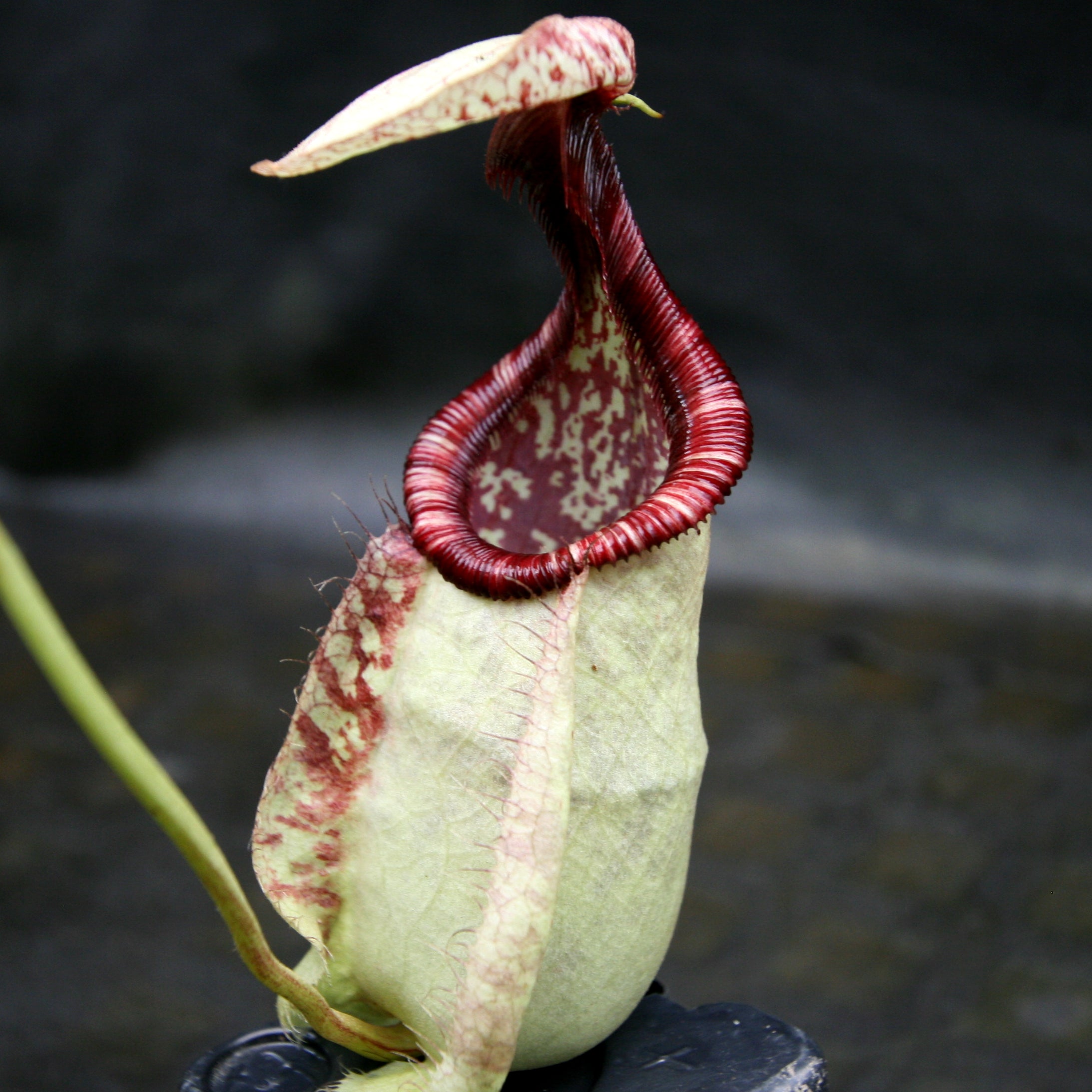 Nepenthes rafflesiana var nivea – Carnivero