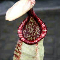 Nepenthes rafflesiana var nivea
