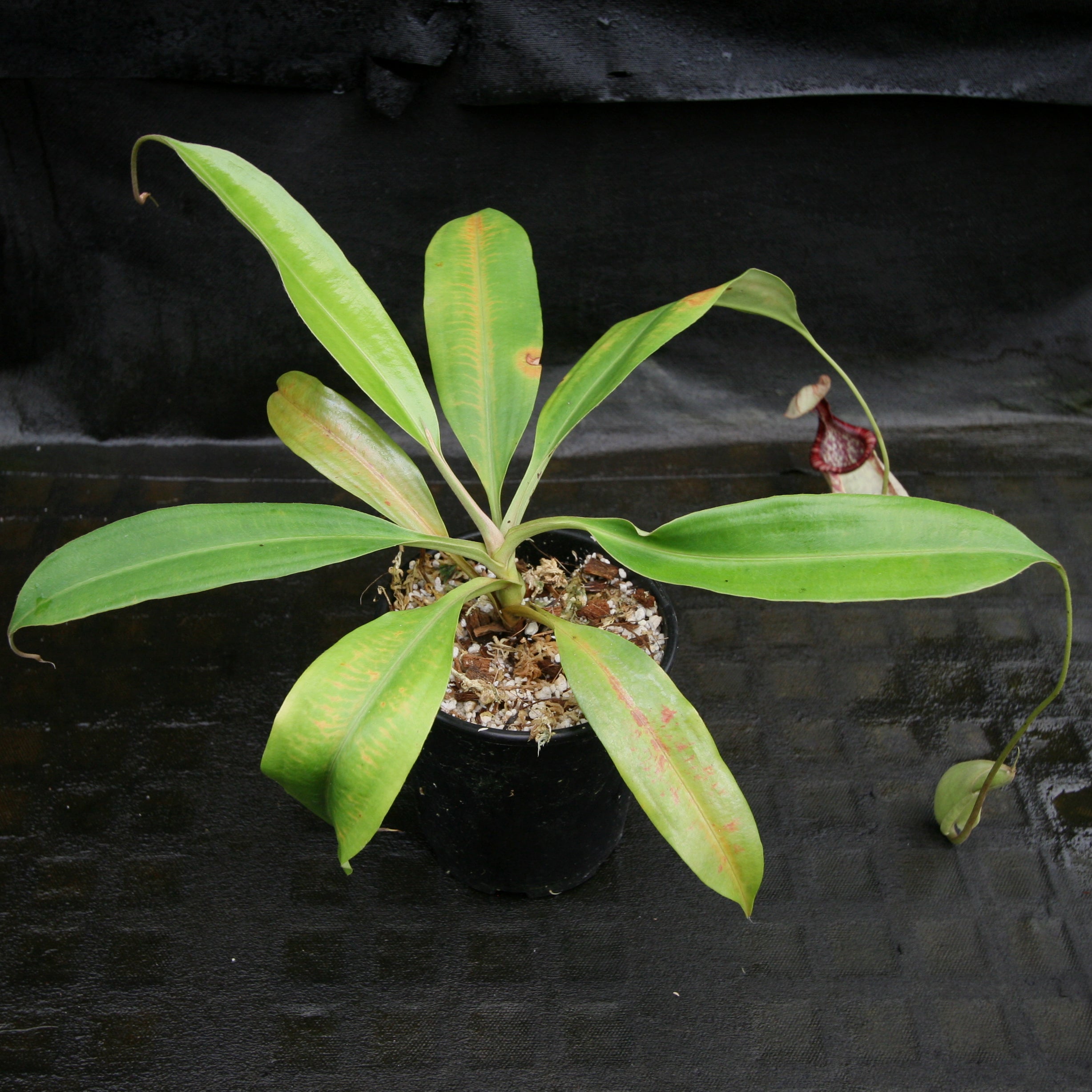 Nepenthes rafflesiana var nivea – Carnivero