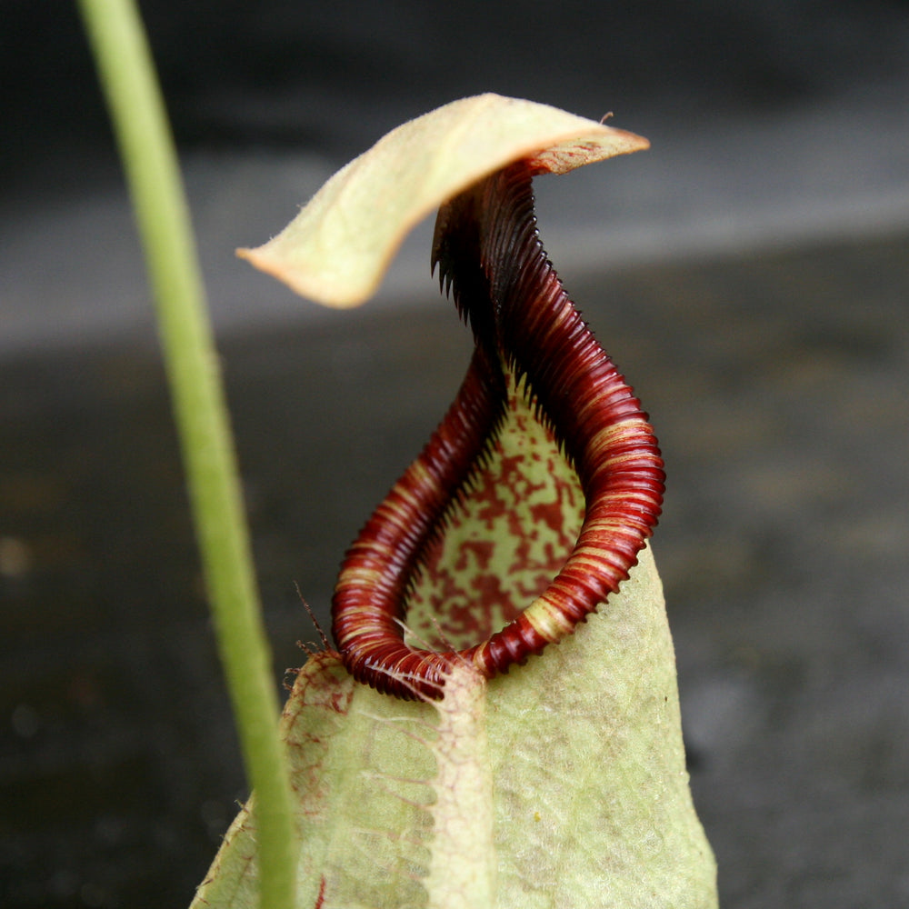 
                      
                        Nepenthes rafflesiana var nivea
                      
                    