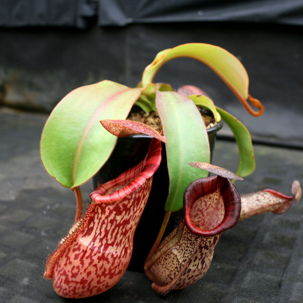 
                      
                        Nepenthes (spathulata x spectabilis) "BE Best" x veitchii "Pink Candy Cane", CAR-0052
                      
                    